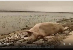 死猪新闻爆料视频播放,真相背后引发公众关注